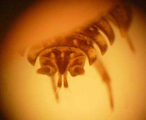 Porcellio monticola